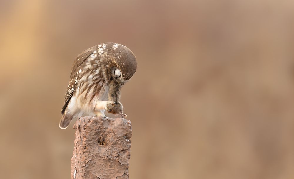 Photograph by George Alexandru Ghiuro