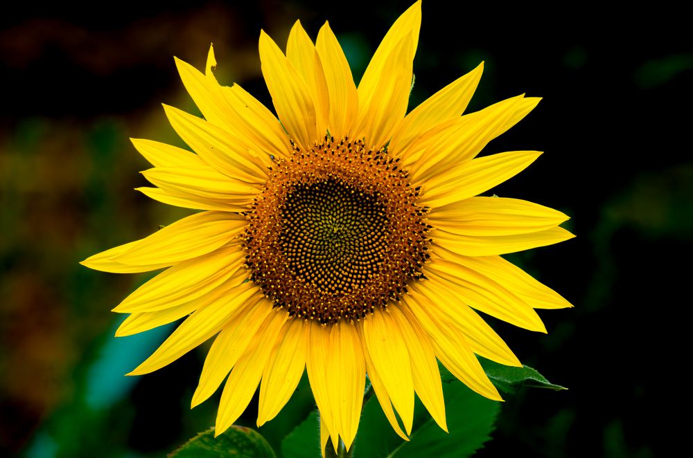 Photograph by Oksana Kuzmina