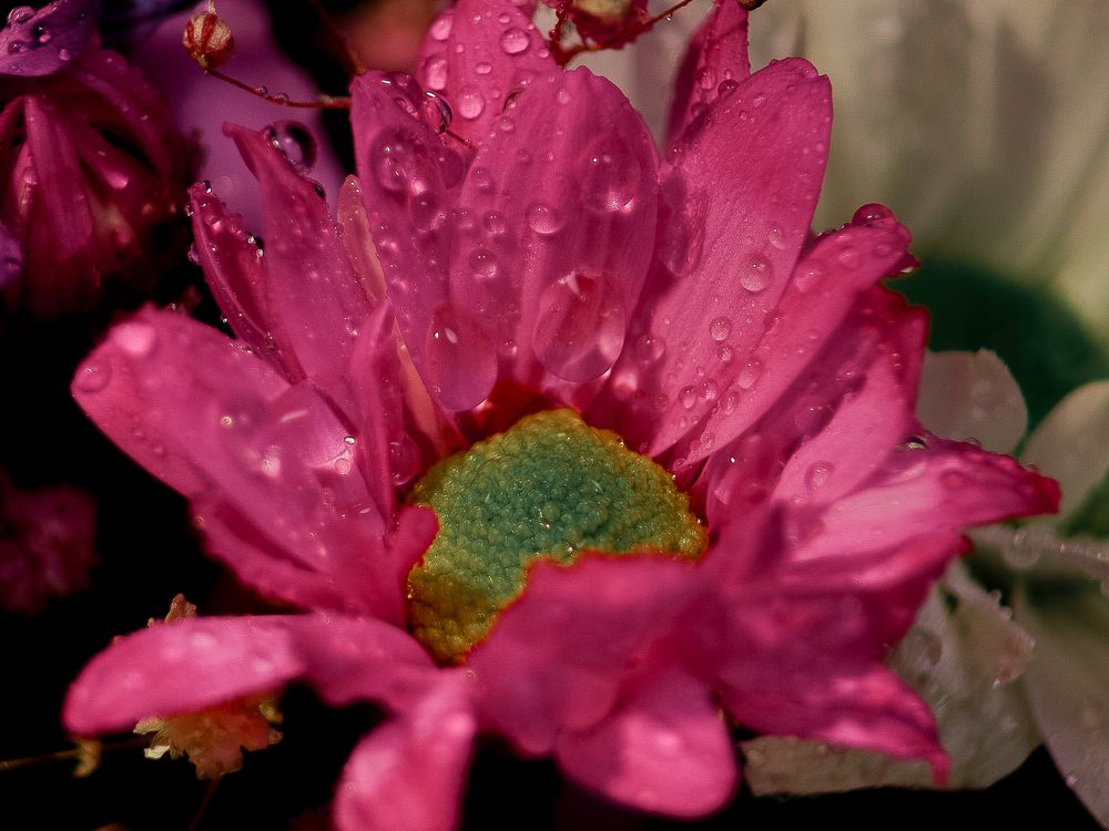 Photograph by Max Vegas