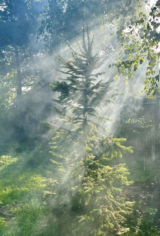 Волшебный свет