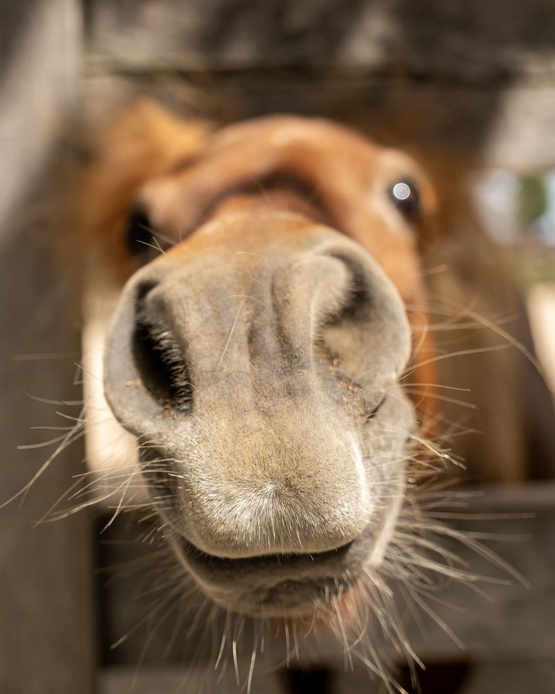 Photograph by Anton Leonchikov