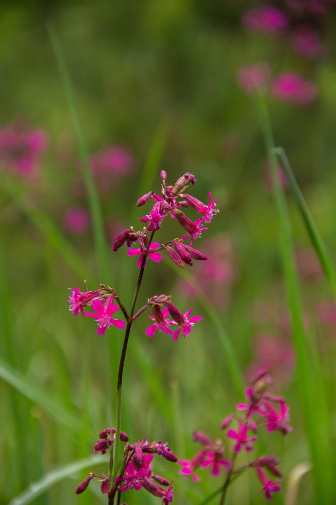 Photograph by Ирина Вепринцева