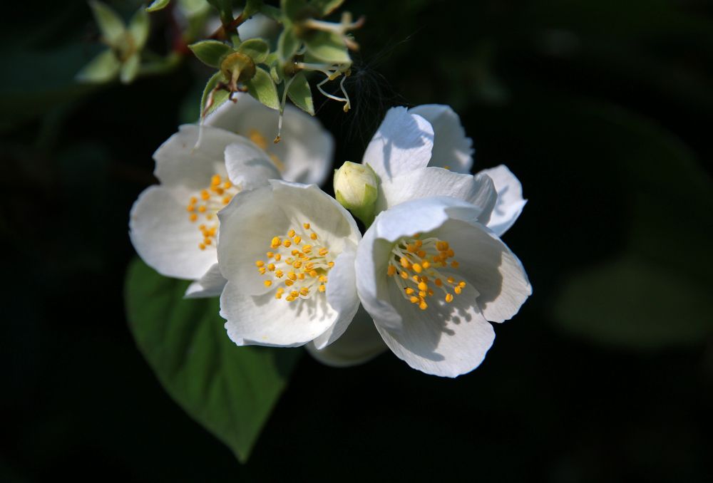 Белоснежность...