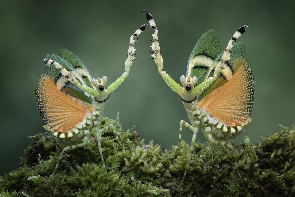 Photograph by Pang Way