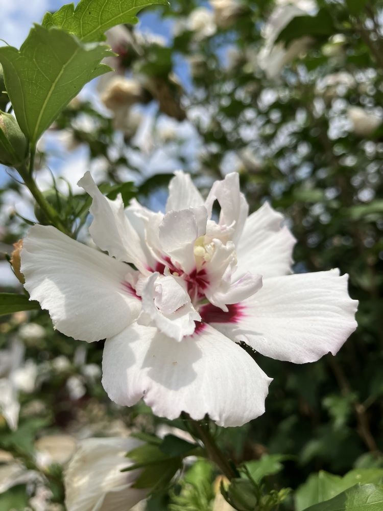 Фотография автора Ксения