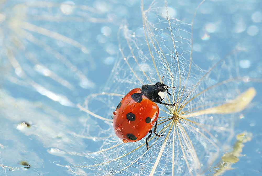 Photograph by Шруб (Беляева) Татьяна