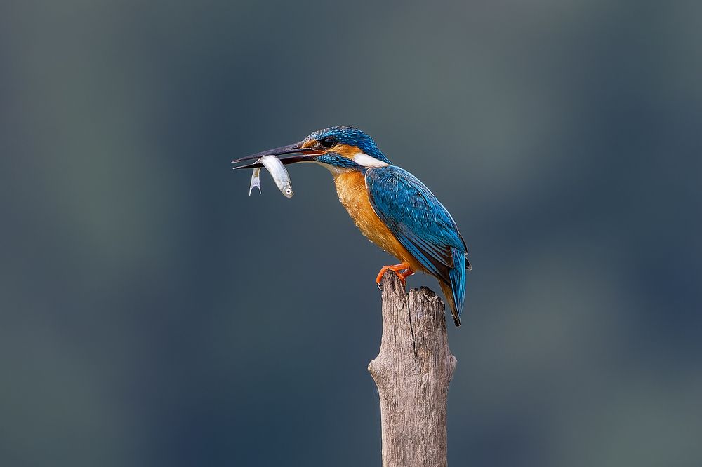 Photograph by Александр Перегудов