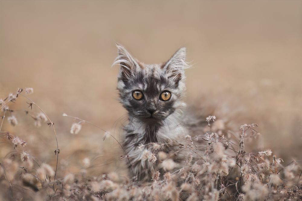 Photograph by GRISELDA FERNANDEZ