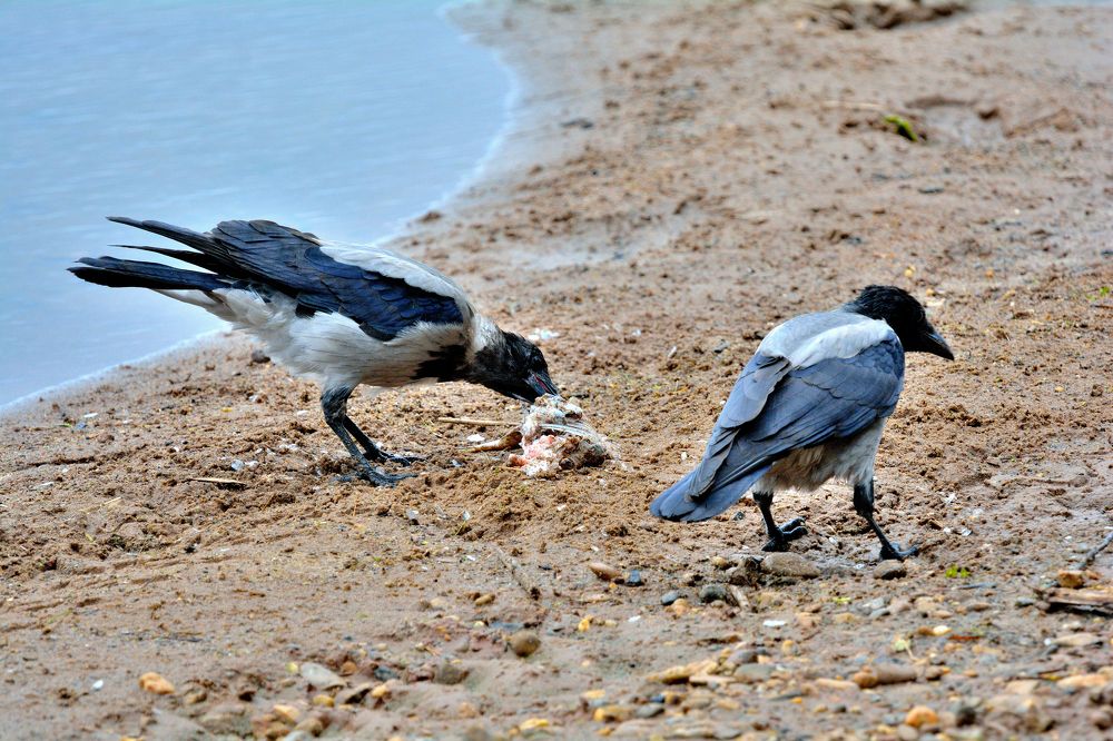 Photograph by Александр Зуев