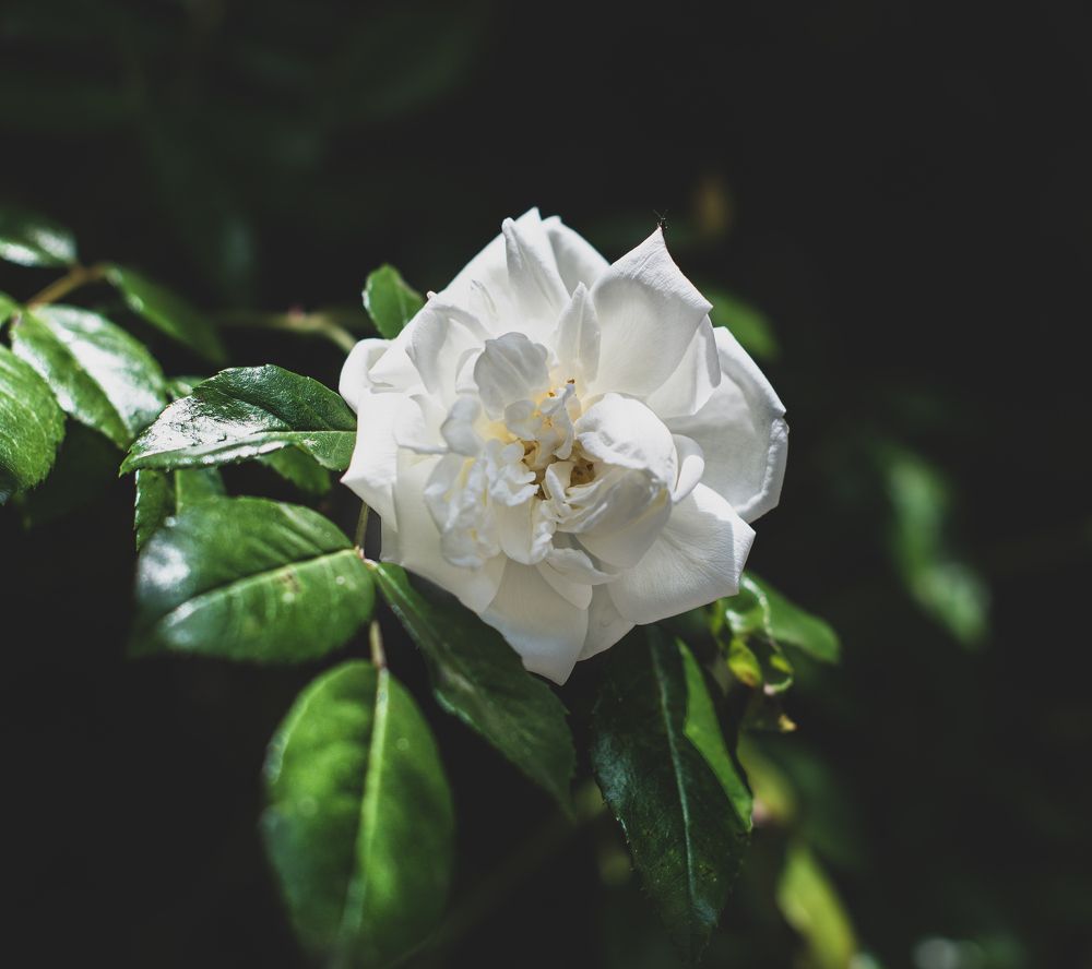 Photograph by Галина Еровенко