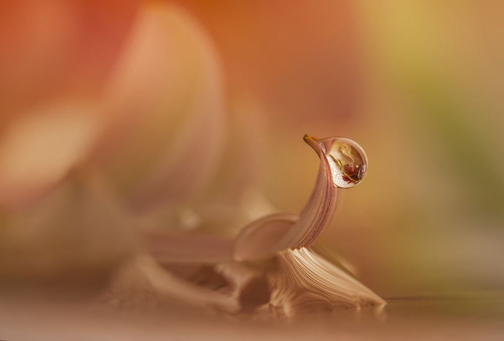 Photograph by Солодар Виктория