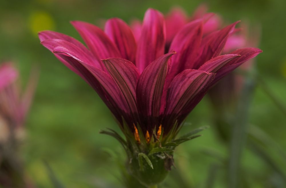 Photograph by Солодар Виктория