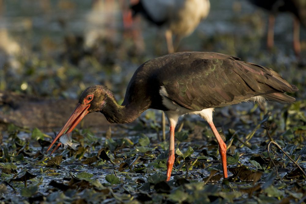 Photograph by Predrag Kostin