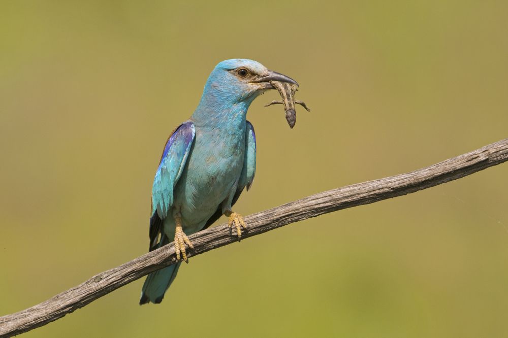 Photograph by Predrag Kostin