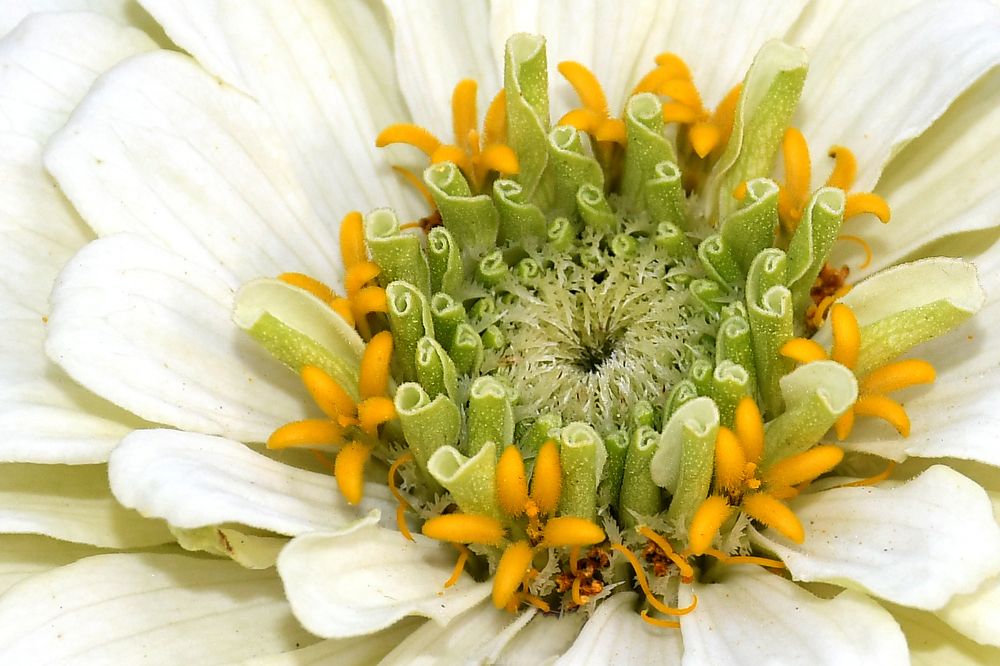 Изящная цинния