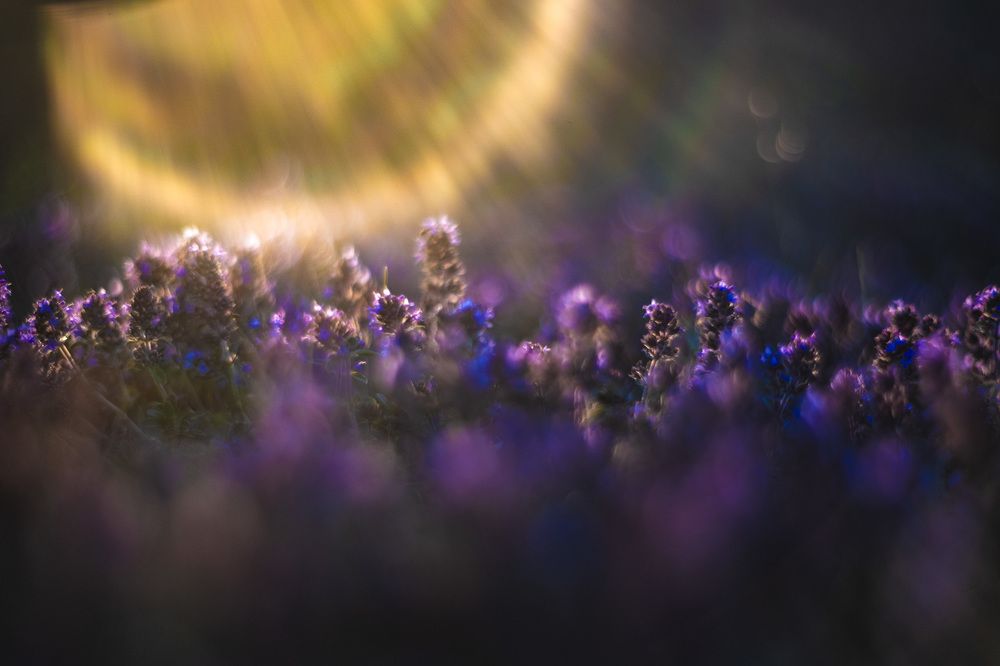 Photograph by Anna Suchcicka