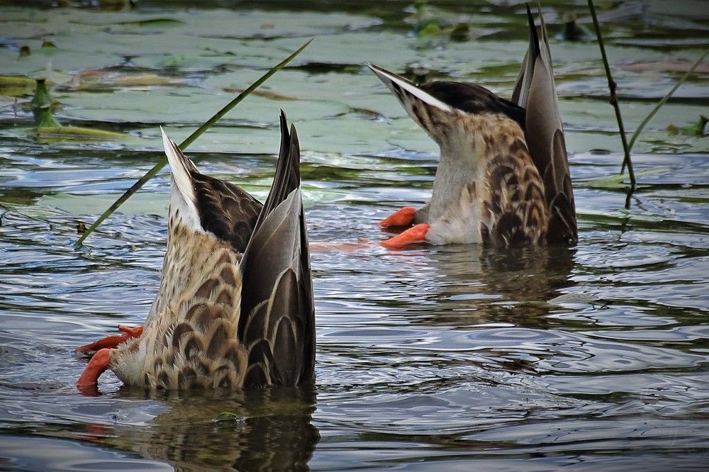 Синхронистки