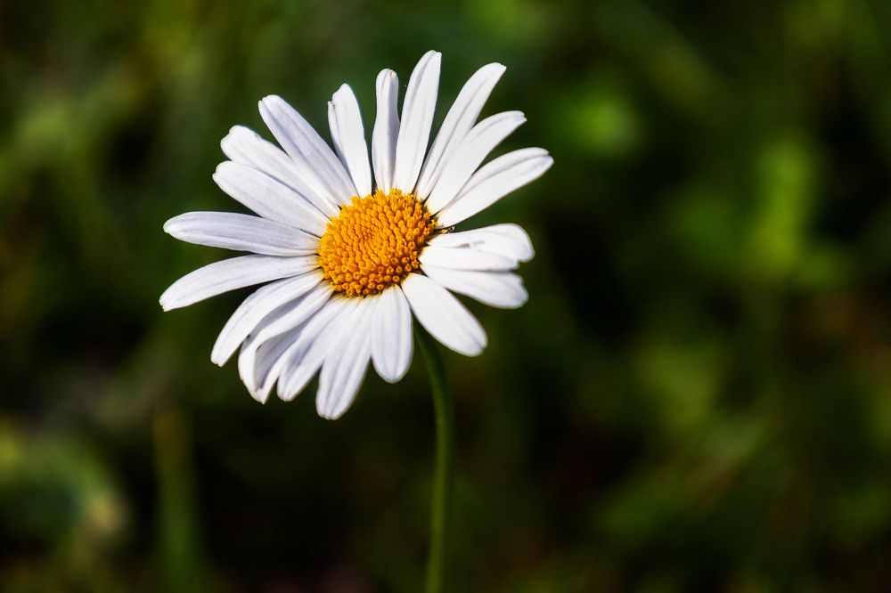 Photograph by Сильва Татьяна