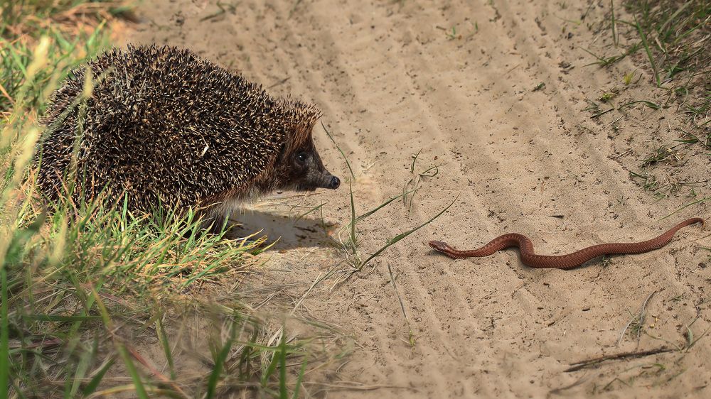 Photograph by Николай Протасеня