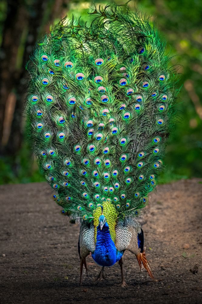 Photograph by Dr Manoj M Kumar