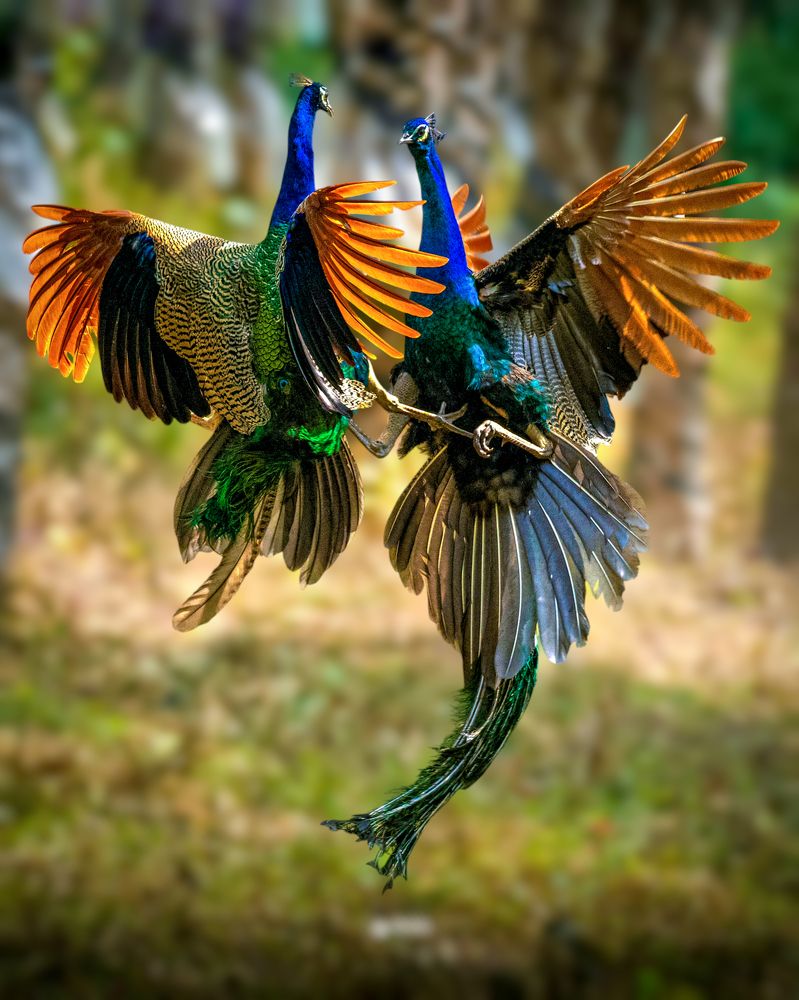 Photograph by Dr Manoj M Kumar