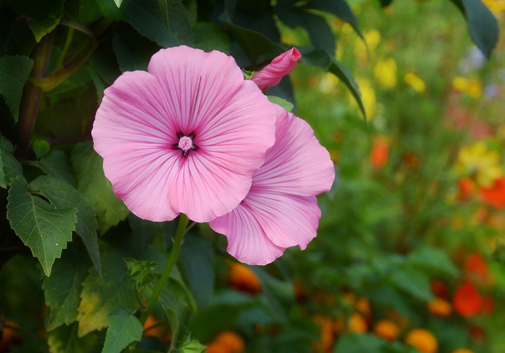 Photograph by Sergey Lebedev