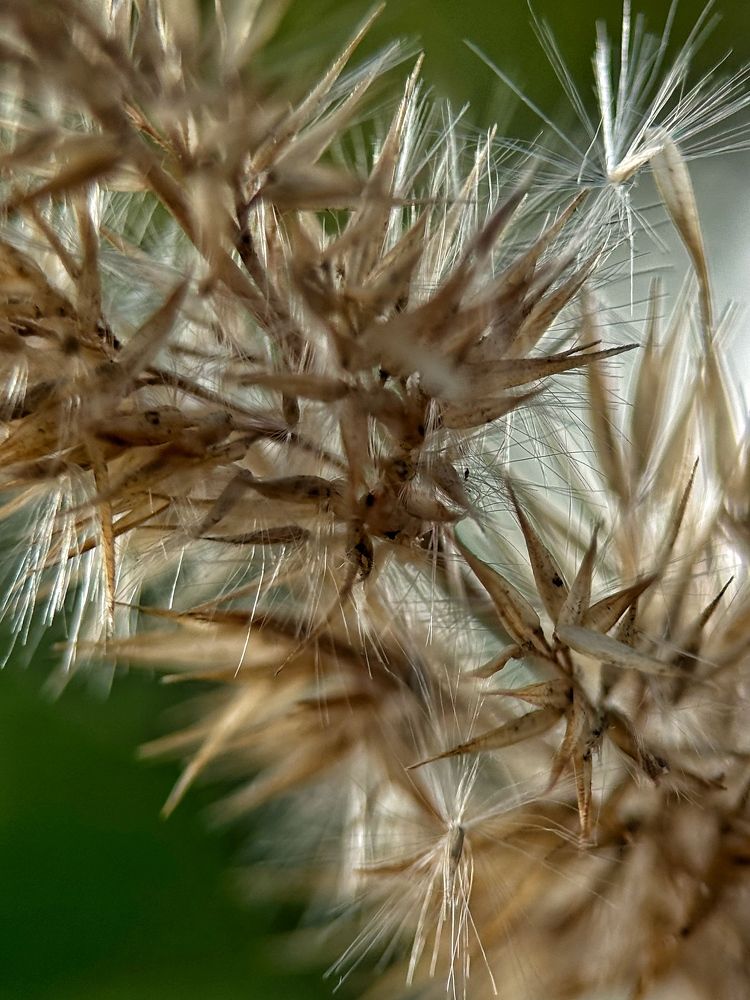 Соцветия травы