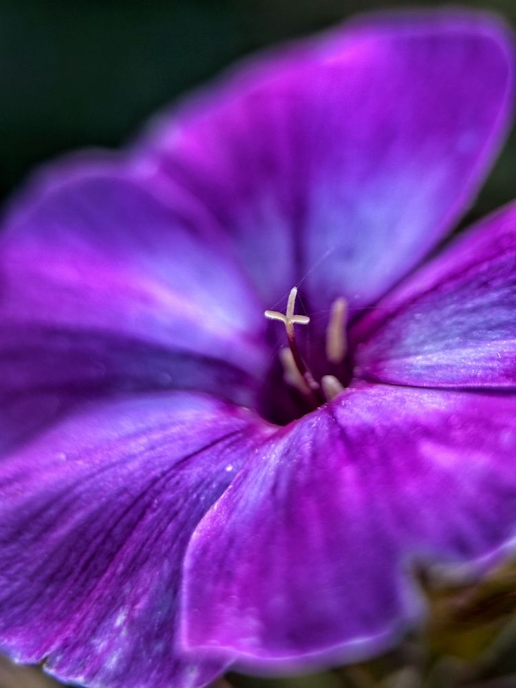 Цветочек флокса