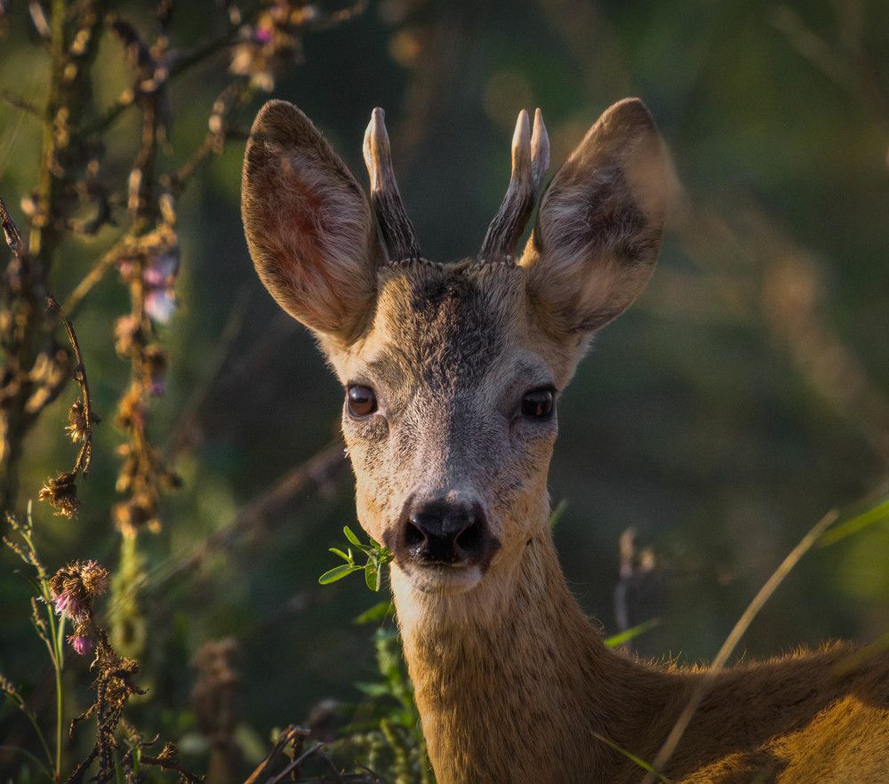 Фотография автора Sebastian Popa