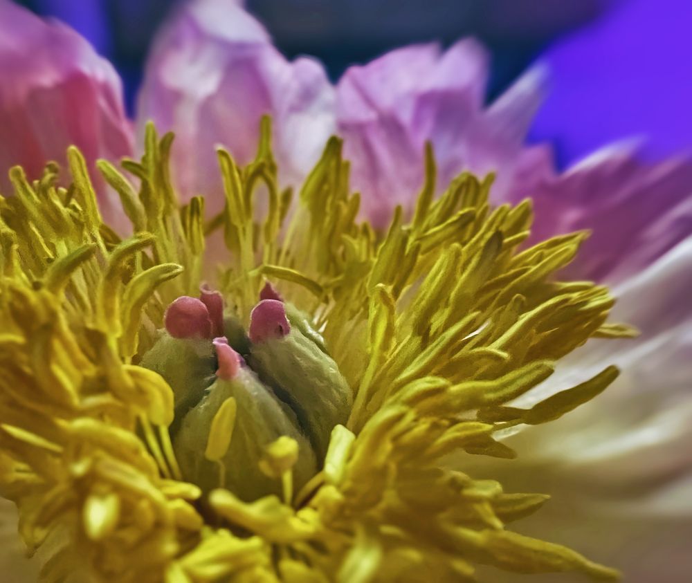 Photograph by Lana Cardi