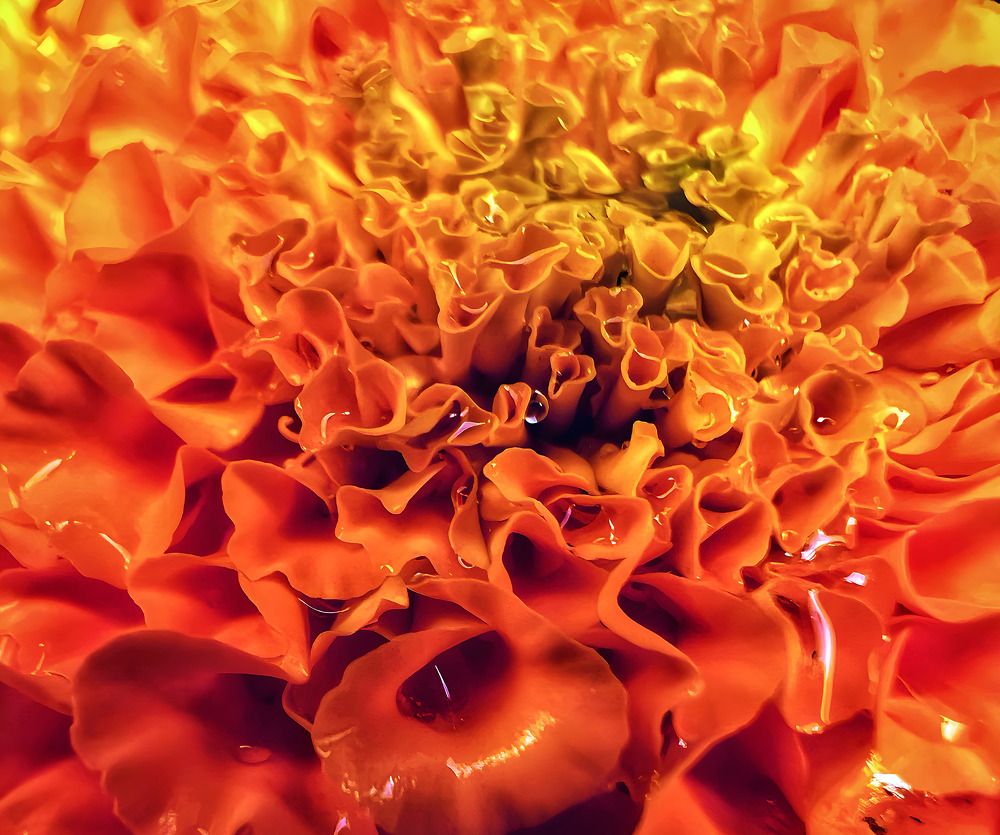 Photograph by Lana Cardi