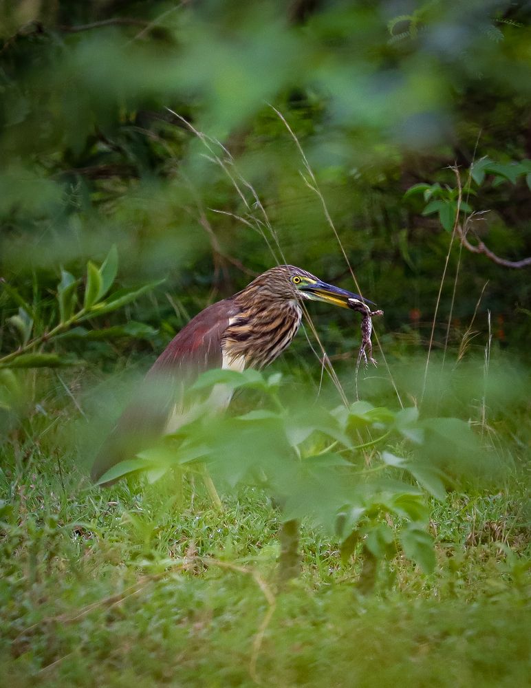 Heron with the Lizard kill