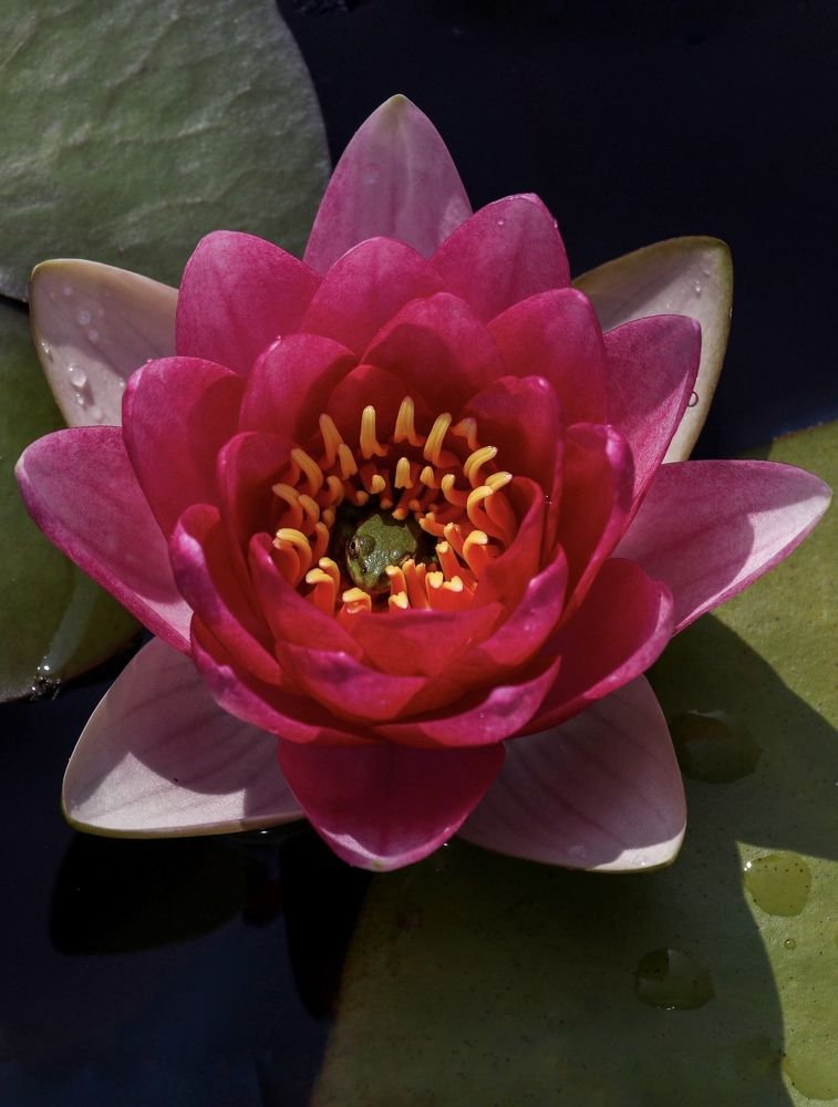 Photograph by Светлана Жилина