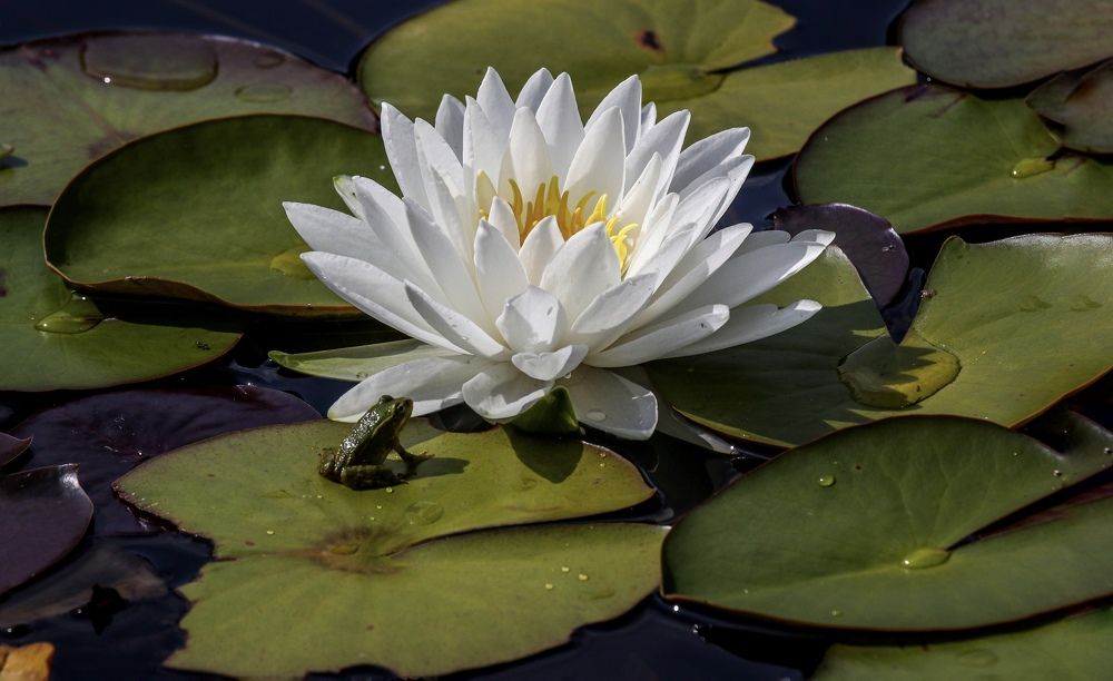 Photograph by Светлана Долгих