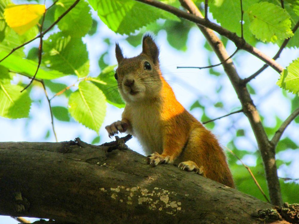 Photograph by Максим Кутсар