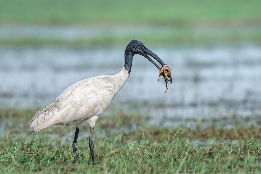 Photograph by Siddhartha Roy Choudhury