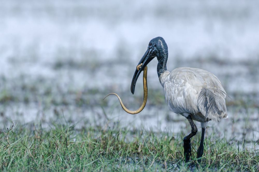 Photograph by Siddhartha Roy Choudhury