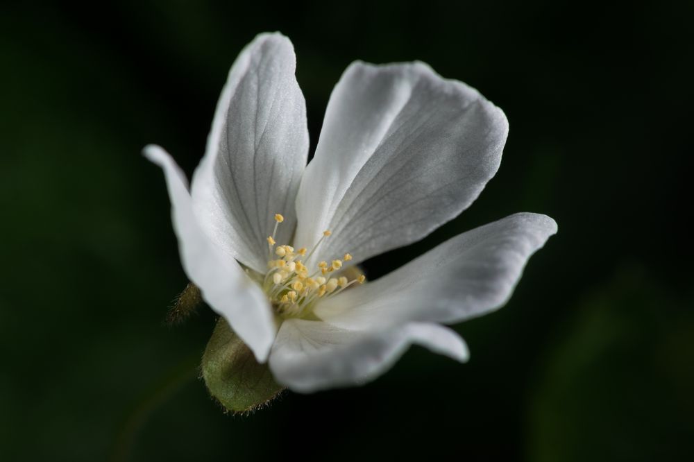 Photograph by Евгения Лосева