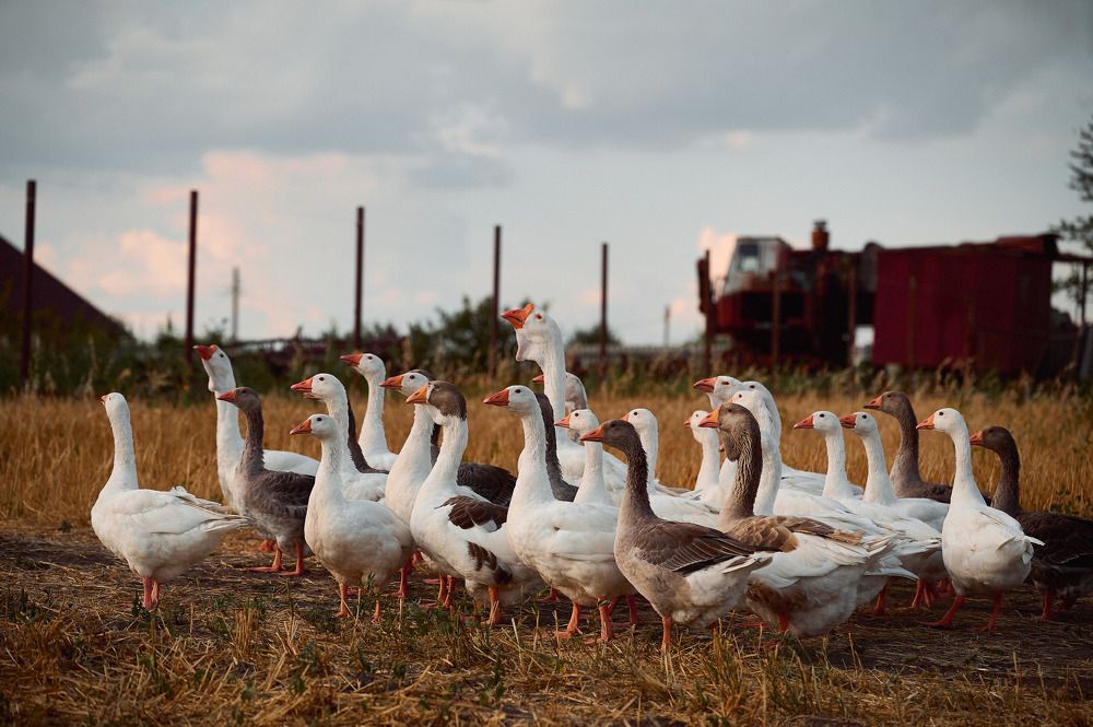 Photograph by Коптев Сергей