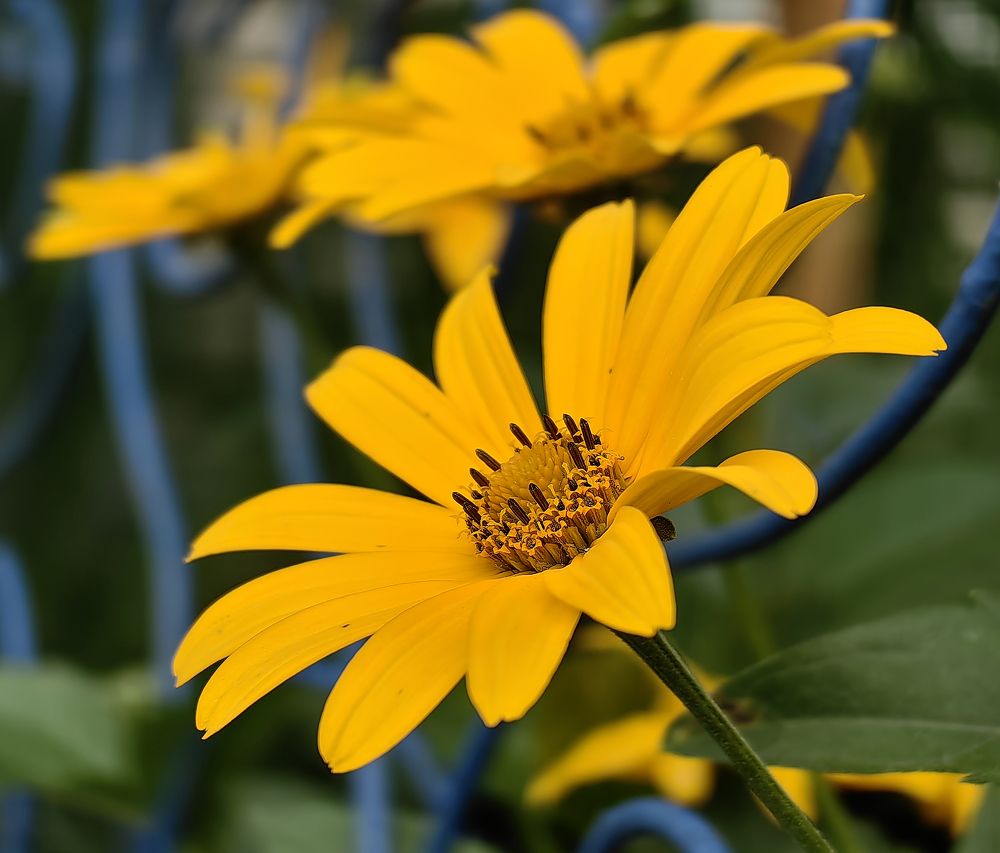 Фотография автора Кухта Мария