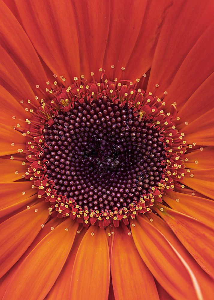 Photograph by Jose Vega