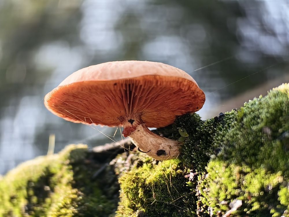 Photograph by Сергей Гриднев