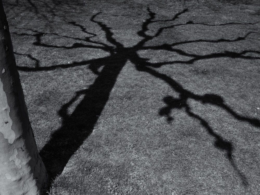 Фотография автора David Solodar