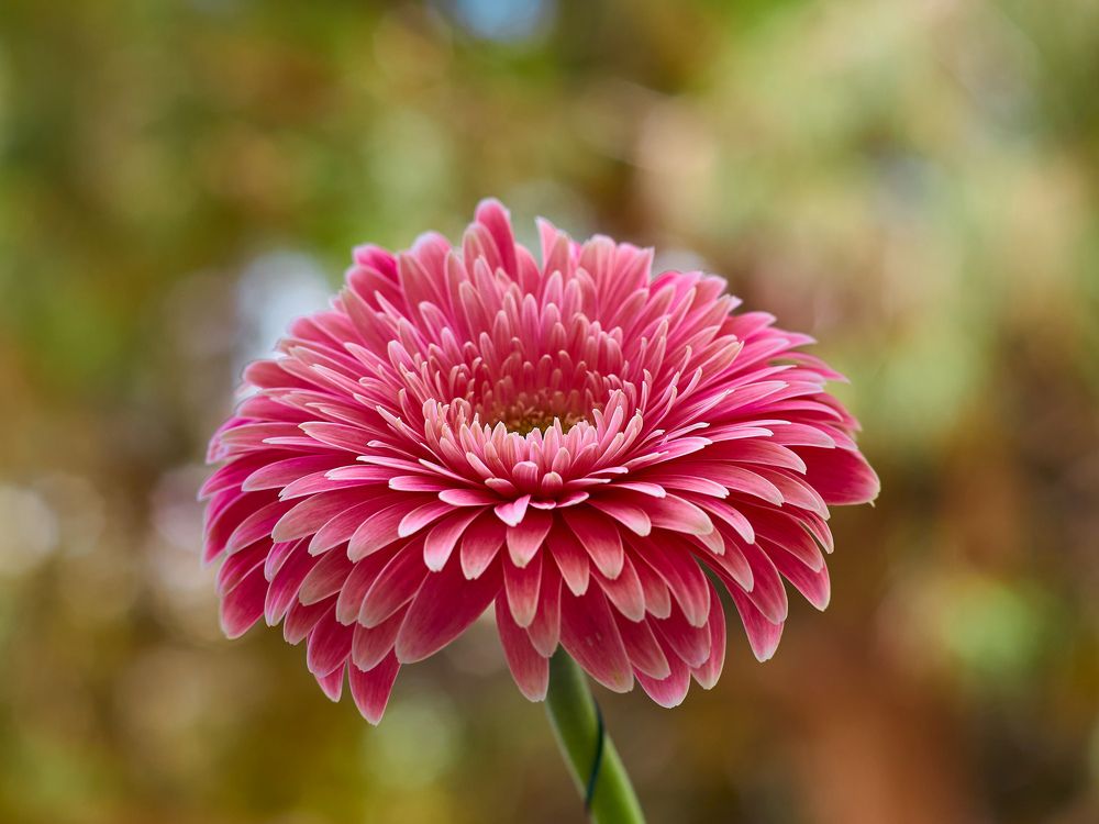 Фотография автора David Solodar