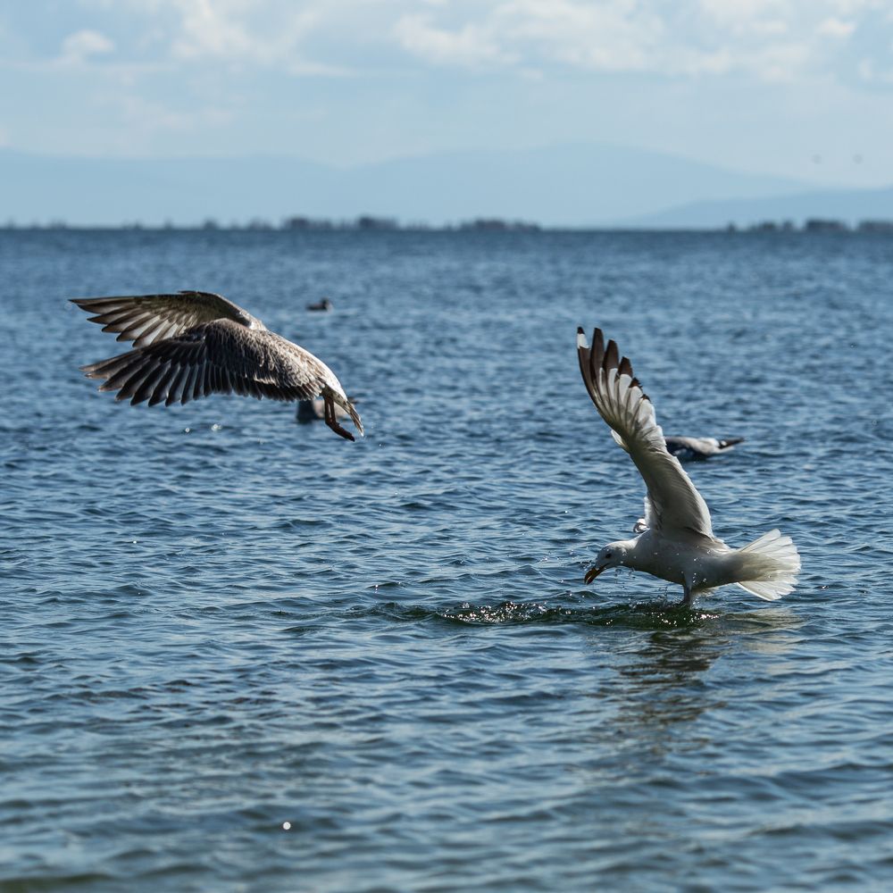 Летим, птичка, там много вкусного.