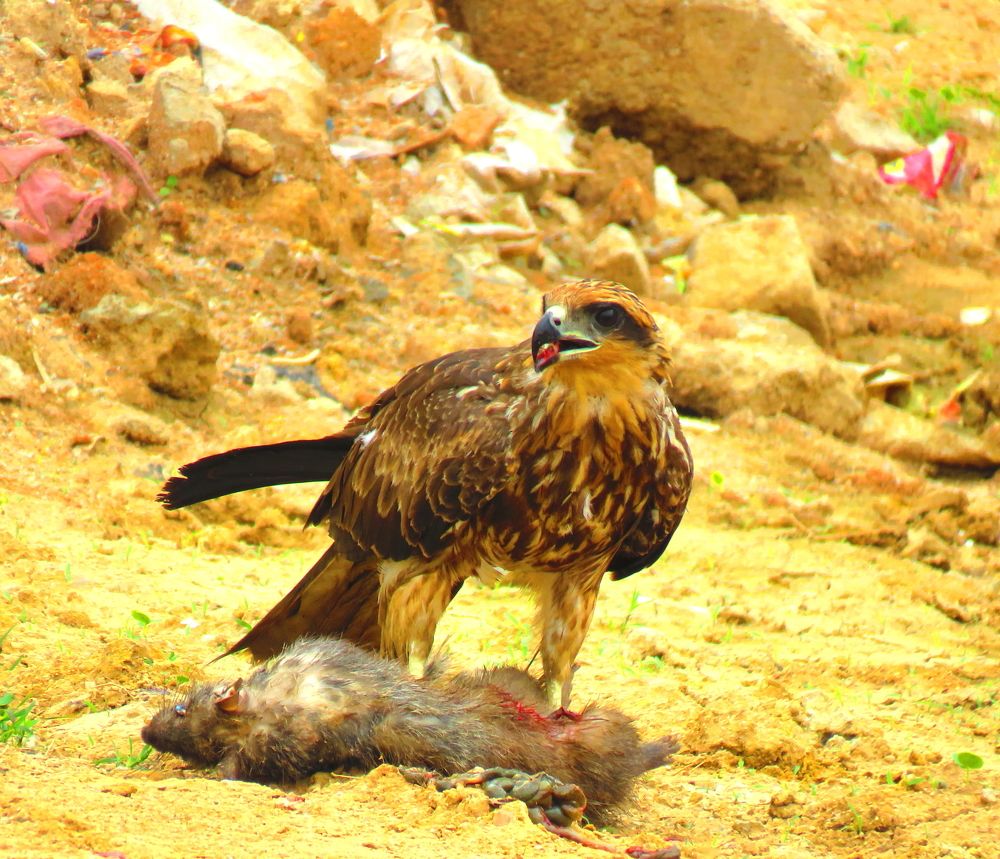Hawk munching rat kill