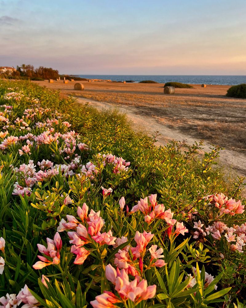 Photograph by Шестакова Наталья