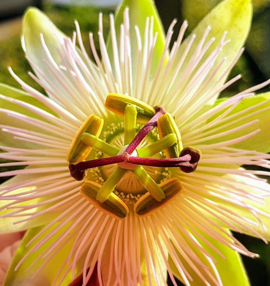 Photograph by Iris de Vos