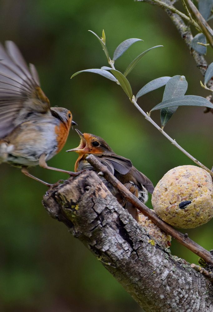 Фотография автора Regina Belomytseva-Dahan