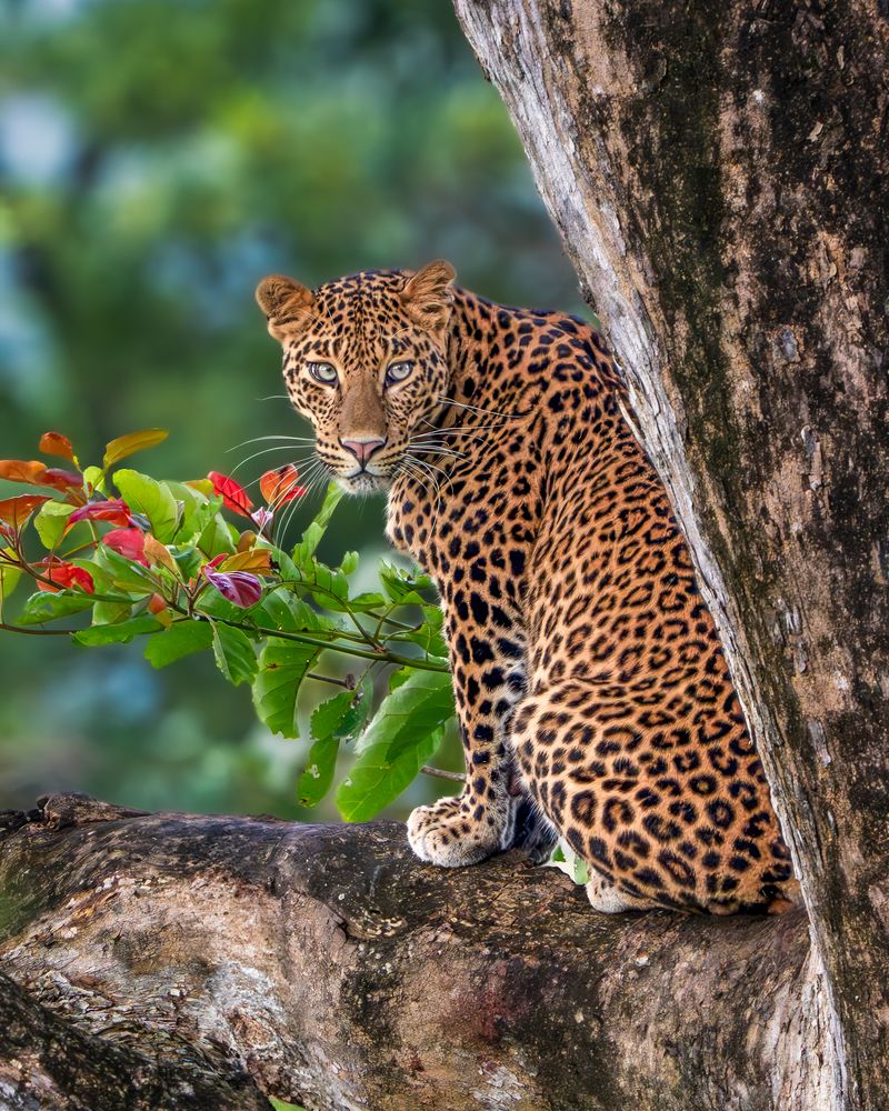 Photograph by Vipin P C